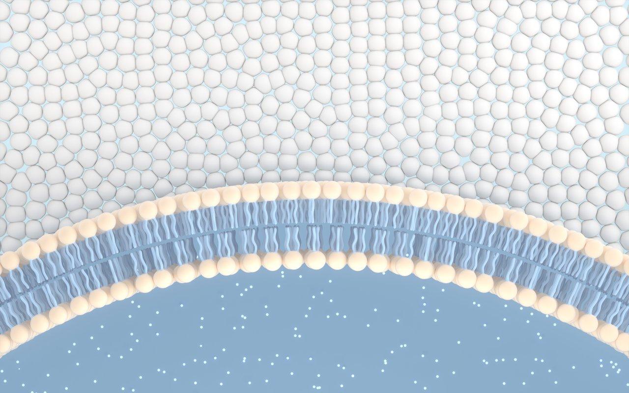 Microscopie de l'hydratation des membranes cellulaires de la peau grâce aux oméga-3.