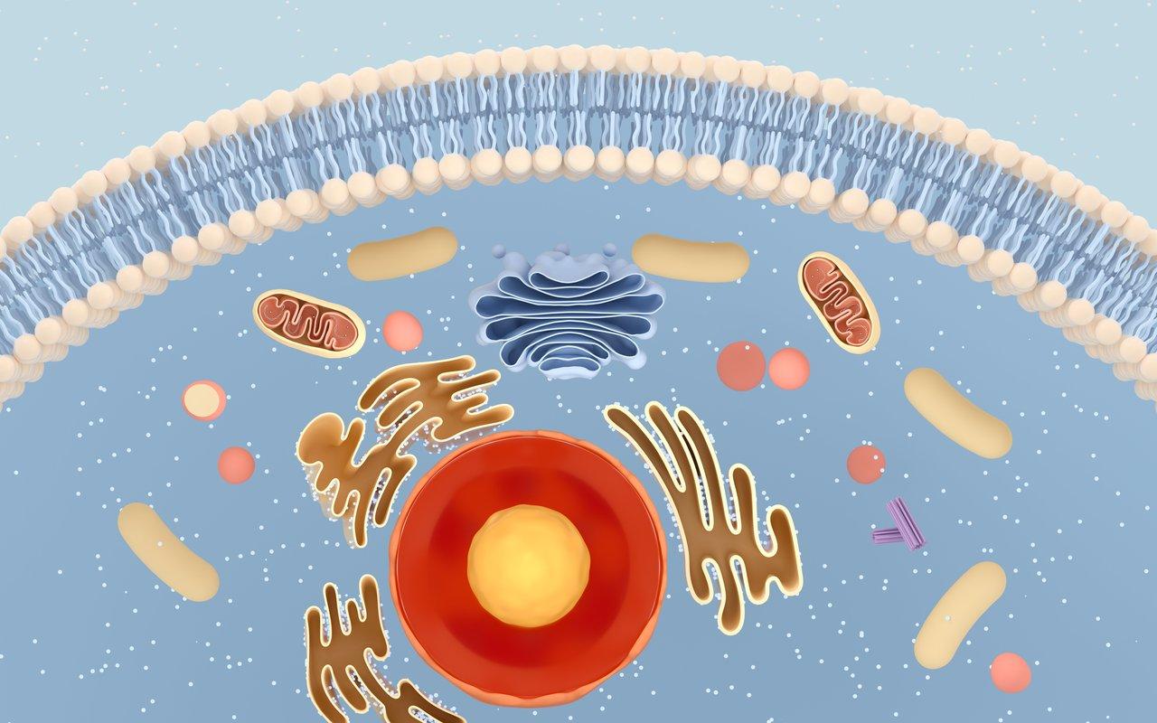 Schéma illustrant l'interaction entre activité physique, stress oxydatif et système immunitaire dans le diagramme « immune system exercise diagram ».